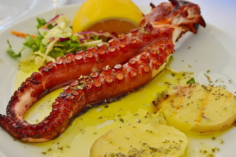 octopus